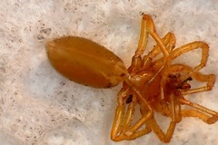 Dysdera crocata