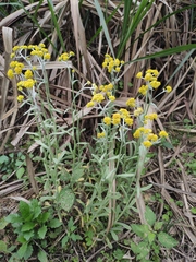 Pseudognaphalium affine