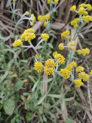 Pseudognaphalium affine