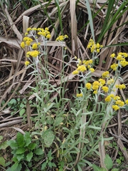 Pseudognaphalium affine