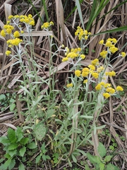 Pseudognaphalium affine