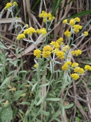 Pseudognaphalium affine