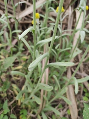 Pseudognaphalium affine