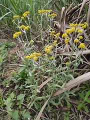 Pseudognaphalium affine