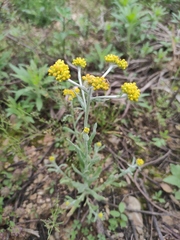 Pseudognaphalium affine