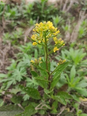 Rorippa indica