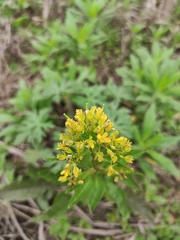 Rorippa indica