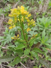 Rorippa indica