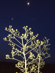 Anomala testaceipennis