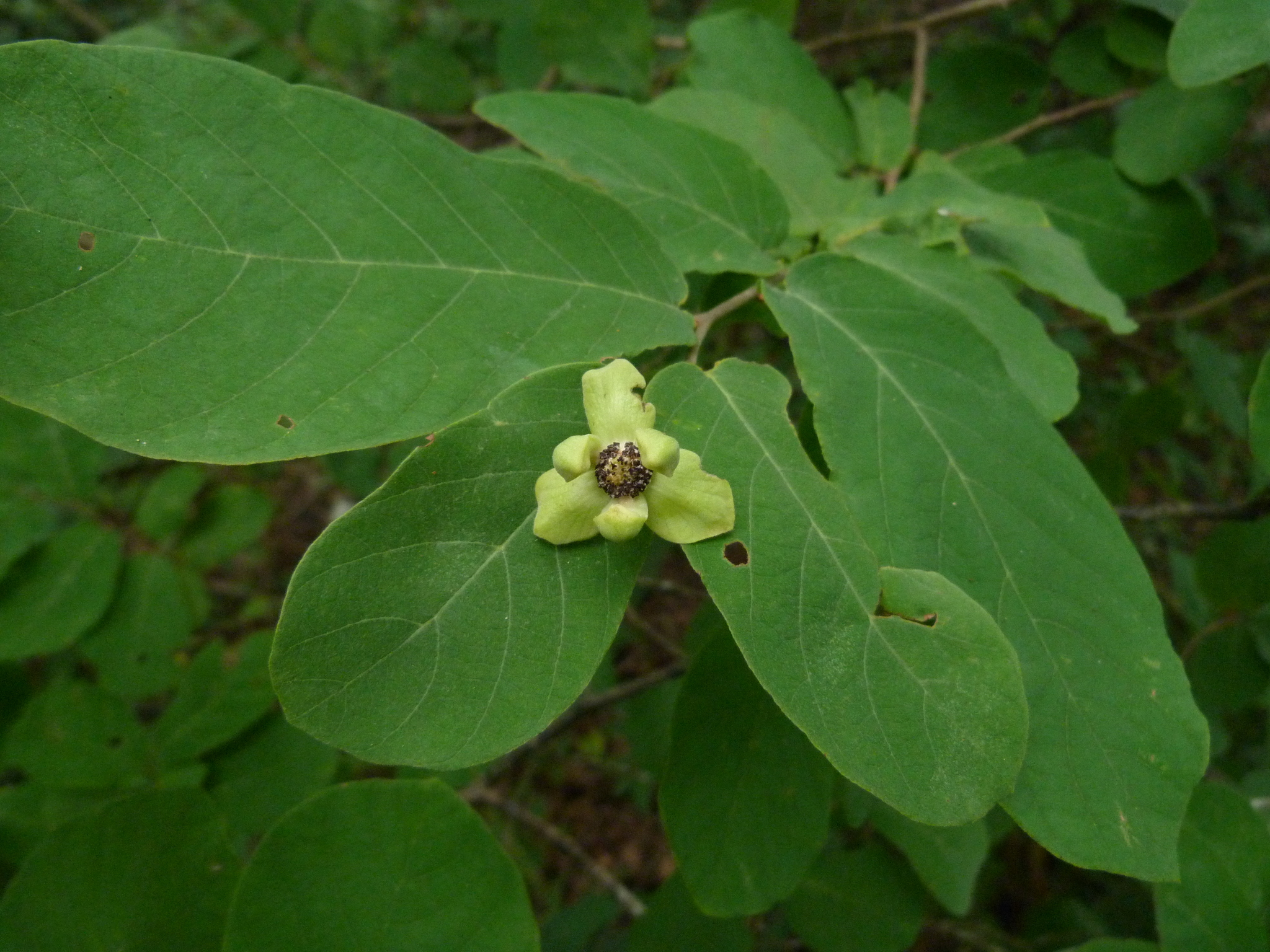 Friesodielsia