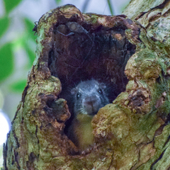 Sciurus variegatoides