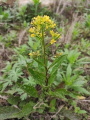 Rorippa indica