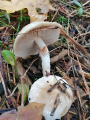 Pholiota lenta