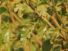 Hibiscus diversifolius