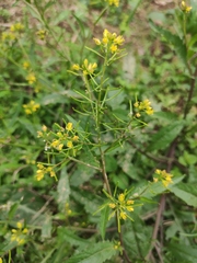Rorippa indica