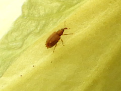 Hibiscus diversifolius