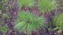 Carex buxbaumii