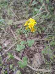 Sinosenecio oldhamianus