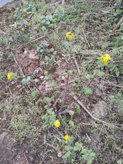 Sinosenecio oldhamianus