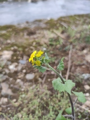 Sinosenecio oldhamianus