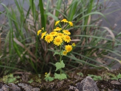 Sinosenecio oldhamianus