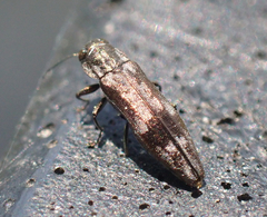 Agrilus lecontei