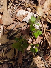 Endodeca serpentaria