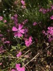 Silene pendula