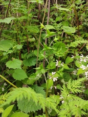 Delphinium anthriscifolium