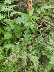 Delphinium anthriscifolium