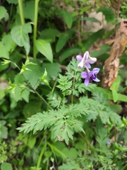 Delphinium anthriscifolium
