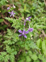 Delphinium anthriscifolium