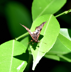 Noctuana lactifera bipuncta