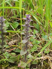 Ajuga pyramidalis