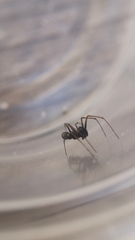 Microlinyphia mandibulata