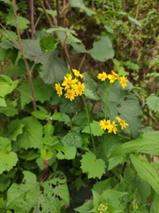 Sinosenecio oldhamianus