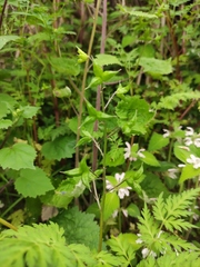 Delphinium anthriscifolium