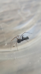 Microlinyphia mandibulata