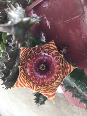 Huernia zebrina