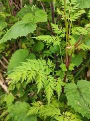 Delphinium anthriscifolium