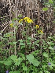 Sinosenecio oldhamianus