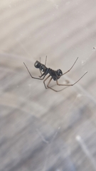 Microlinyphia mandibulata