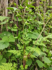 Delphinium anthriscifolium