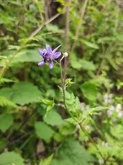 Delphinium anthriscifolium
