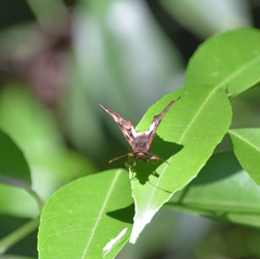 Noctuana lactifera bipuncta