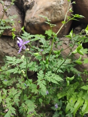 Delphinium anthriscifolium