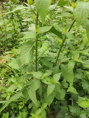Eupatorium chinense