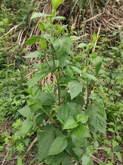 Eupatorium chinense