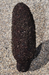 Cynomorium coccineum