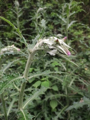 Cirsium japonicum
